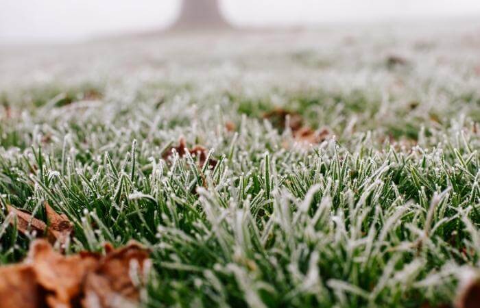 when is it too cold to fertilize lawn
